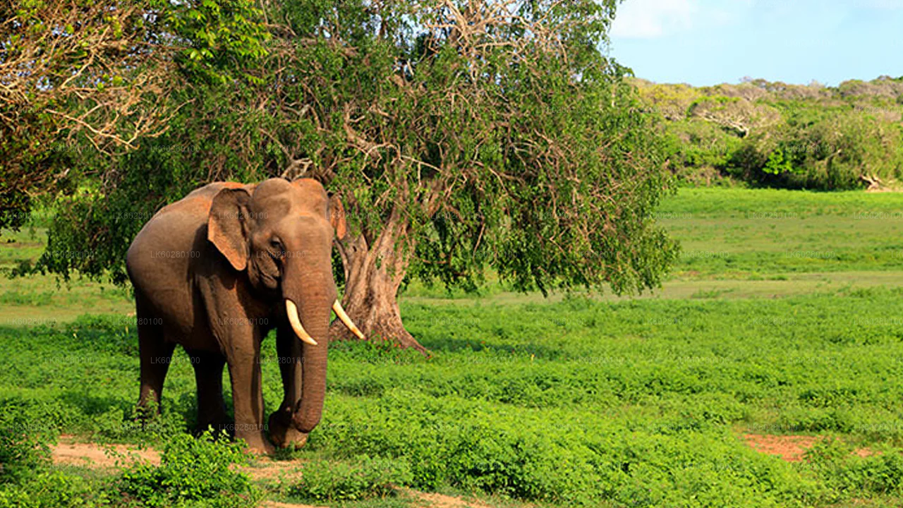 Elephant